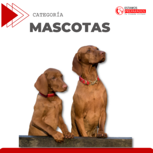 Mascotas